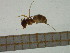  (Lasius casevitzi - BC-MTP-00084)  @12 [ ] CreativeCommons - Attribution Non-Commercial Share-Alike (2016) T. Decaëns University of Montpellier