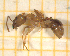  (Aphaenogaster trinacriae - BC-MTP-00163)  @14 [ ] CreativeCommons - Attribution Non-Commercial Share-Alike (2017) Rumsaïs Blatrix CEFE Lab