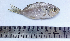  (Lactariidae - LQDWL-MP1415-FISH-99)  @15 [ ] Copyright (2014) Gujarat Biodiversity Gene Bank, GSBTM, DST, GoG Gujarat Biodiversity Gene Bank, GSBTM, DST, GoG