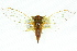  (Cicadetta sp. 231 aff. oldfieldi - 11ANIC-16631)  @11 [ ] CreativeCommons - Attribution (2011) ANIC/CBG Photography Group Centre for Biodiversity Genomics