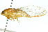  (Cicadetta sp. 226 nr. oldfieldi - 11ANIC-16640)  @11 [ ] CreativeCommons - Attribution (2011) ANIC/CBG Photography Group Centre for Biodiversity Genomics