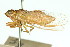  (Cicadetta sp. nr. quadricincta - 11ANIC-16646)  @11 [ ] CreativeCommons - Attribution (2011) ANIC/CBG Photography Group Centre for Biodiversity Genomics