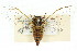  (Limnopsalta - 11ANIC-16669)  @11 [ ] CreativeCommons - Attribution (2011) ANIC/CBG Photography Group Centre for Biodiversity Genomics