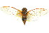 ( - 11ANIC-16673)  @11 [ ] CreativeCommons - Attribution (2011) ANIC/CBG Photography Group Centre for Biodiversity Genomics