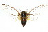  (Cicadetta sp. nr. tigris - 11ANIC-16677)  @11 [ ] CreativeCommons - Attribution (2011) ANIC/CBG Photography Group Centre for Biodiversity Genomics