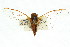  (Cicadetta sp. 486 nr. tristrigata - 11ANIC-16695)  @11 [ ] CreativeCommons - Attribution (2011) ANIC/CBG Photography Group Centre for Biodiversity Genomics