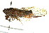  (Cicadetta sp. aff. tristrigata - 11ANIC-16699)  @11 [ ] CreativeCommons - Attribution (2011) ANIC/CBG Photography Group Centre for Biodiversity Genomics