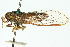  (Cicadetta sp. 496 nr. tristrigata - 11ANIC-16705)  @11 [ ] CreativeCommons - Attribution (2011) ANIC/CBG Photography Group Centre for Biodiversity Genomics