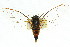  (Cicadetta sp. nr. tristrigata - 11ANIC-16707)  @11 [ ] CreativeCommons - Attribution (2011) ANIC/CBG Photography Group Centre for Biodiversity Genomics