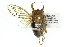  ( - 11ANIC-17051)  @13 [ ] CreativeCommons - Attribution (2011) ANIC/CBG Photography Group Centre for Biodiversity Genomics