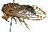  (Arenopsaltria pygmaea - 11ANIC-17052)  @15 [ ] CreativeCommons - Attribution (2011) ANIC/CBG Photography Group Centre for Biodiversity Genomics