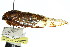  (Psaltoda fumipennis - 11ANIC-17085)  @11 [ ] CreativeCommons - Attribution (2011) ANIC/CBG Photography Group Centre for Biodiversity Genomics