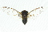  ( - 11ANIC-17087)  @11 [ ] CreativeCommons - Attribution (2011) ANIC/CBG Photography Group Centre for Biodiversity Genomics