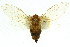  ( - 11ANIC-16373)  @11 [ ] CreativeCommons - Attribution (2011) ANIC/CBG Photography Group Centre for Biodiversity Genomics