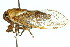  (Burbunga sp - 11ANIC-16389)  @11 [ ] CreativeCommons - Attribution (2011) ANIC/CBG Photography Group Centre for Biodiversity Genomics