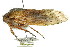  (Tettigarctidae - 11ANIC-16418)  @14 [ ] CreativeCommons - Attribution (2011) ANIC/CBG Photography Group Centre for Biodiversity Genomics