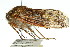  (Tettigarcta - 11ANIC-16419)  @14 [ ] CreativeCommons - Attribution (2011) ANIC/CBG Photography Group Centre for Biodiversity Genomics