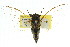  ( - 11ANIC-16437)  @11 [ ] CreativeCommons - Attribution (2011) ANIC/CBG Photography Group Centre for Biodiversity Genomics