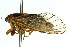  (Xeropsalta - 11ANIC-16521)  @11 [ ] CreativeCommons - Attribution (2011) ANIC/CBG Photography Group Centre for Biodiversity Genomics