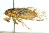  ( - 11ANIC-16523)  @11 [ ] CreativeCommons - Attribution (2011) ANIC/CBG Photography Group Centre for Biodiversity Genomics