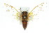  (Cicadetta sp. 208 - 11ANIC-16547)  @11 [ ] CreativeCommons - Attribution (2011) ANIC/CBG Photography Group Centre for Biodiversity Genomics