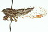  (Drymopsalta crepitum - 11ANIC-16550)  @14 [ ] CreativeCommons - Attribution (2011) ANIC/CBG Photography Group Centre for Biodiversity Genomics