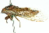  (Drymopsalta n. sp. 1 - 11ANIC-16555)  @11 [ ] CreativeCommons - Attribution (2011) ANIC/CBG Photography Group Centre for Biodiversity Genomics