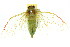  (Froggattoides sp. 606 nr. pallida - 11ANIC-16562)  @14 [ ] CreativeCommons - Attribution (2011) ANIC/CBG Photography Group Centre for Biodiversity Genomics