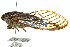  ( - 11ANIC-16569)  @14 [ ] CreativeCommons - Attribution (2011) ANIC/CBG Photography Group Centre for Biodiversity Genomics