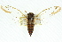  ( - 11ANIC-16572)  @15 [ ] CreativeCommons - Attribution (2011) ANIC/CBG Photography Group Centre for Biodiversity Genomics