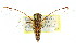  (Cicadetta cf. hackeri - 11ANIC-16721)  @11 [ ] CreativeCommons - Attribution (2011) ANIC/CBG Photography Group Centre for Biodiversity Genomics