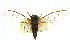  (Cicadetta sp. aff. hunterorum - 11ANIC-16741)  @11 [ ] CreativeCommons - Attribution (2011) ANIC/CBG Photography Group Centre for Biodiversity Genomics