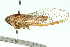  (Cicadetta sp. 466 aff. incepta - 11ANIC-16742)  @11 [ ] CreativeCommons - Attribution (2011) ANIC/CBG Photography Group Centre for Biodiversity Genomics