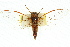  (Cicadetta sp. 472 nr. landsboroughi - 11ANIC-16777)  @11 [ ] CreativeCommons - Attribution (2011) ANIC/CBG Photography Group Centre for Biodiversity Genomics
