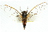  (Cicadetta sp. 488 nr. landsboroughi - 11ANIC-16786)  @11 [ ] CreativeCommons - Attribution (2011) ANIC/CBG Photography Group Centre for Biodiversity Genomics