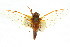  (Cicadetta sp. 507 nr. landsboroughi - 11ANIC-16792)  @11 [ ] CreativeCommons - Attribution (2011) ANIC/CBG Photography Group Centre for Biodiversity Genomics