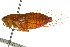  (Gymnotympana varicolor - 11ANIC-16828)  @14 [ ] CreativeCommons - Attribution (2011) ANIC/CBG Photography Group Centre for Biodiversity Genomics