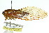  ( - 11ANIC-16841)  @14 [ ] CreativeCommons - Attribution (2011) ANIC/CBG Photography Group Centre for Biodiversity Genomics
