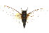  (Cicadetta sp. 515 nr. abdominalis - 11ANIC-16859)  @11 [ ] CreativeCommons - Attribution (2011) ANIC/CBG Photography Group Centre for Biodiversity Genomics