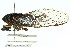  ( - 11ANIC-16863)  @11 [ ] CreativeCommons - Attribution (2011) ANIC/CBG Photography Group Centre for Biodiversity Genomics