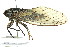  (Yoyetta sp. 514 nr. abdominalis - 11ANIC-16865)  @14 [ ] CreativeCommons - Attribution (2011) ANIC/CBG Photography Group Centre for Biodiversity Genomics