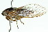 (Cicadetta sp. aff. binotata - 11ANIC-16876)  @11 [ ] CreativeCommons - Attribution (2011) ANIC/CBG Photography Group Centre for Biodiversity Genomics