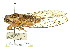  (Diceropyga subapicalis - 11ANIC-16918)  @14 [ ] CreativeCommons - Attribution (2011) ANIC/CBG Photography Group Centre for Biodiversity Genomics