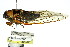  (Oxypleura calypso - 11ANIC-16921)  @11 [ ] CreativeCommons - Attribution (2011) ANIC/CBG Photography Group Centre for Biodiversity Genomics