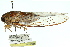  ( - 11ANIC-16923)  @11 [ ] CreativeCommons - Attribution (2011) ANIC/CBG Photography Group Centre for Biodiversity Genomics