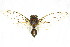  ( - 11ANIC-16927)  @11 [ ] CreativeCommons - Attribution (2011) ANIC/CBG Photography Group Centre for Biodiversity Genomics