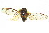  (Burbunga aterrima - 11ANIC-16944)  @11 [ ] CreativeCommons - Attribution (2011) ANIC/CBG Photography Group Centre for Biodiversity Genomics