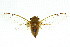  (Macrotristria dorsalis - 11ANIC-16947)  @11 [ ] CreativeCommons - Attribution (2011) ANIC/CBG Photography Group Centre for Biodiversity Genomics