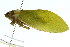  (Cystopsaltria sp. 600 - 11ANIC-16989)  @11 [ ] CreativeCommons - Attribution (2011) ANIC/CBG Photography Group Centre for Biodiversity Genomics