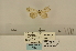  (Meganola chromatographa - ANHRTUK-00073600)  @11 [ ] CreativeCommons - Attribution Share-Alike (2020) Unspecified African Natural History Research Trust collection, Kingsland, UK